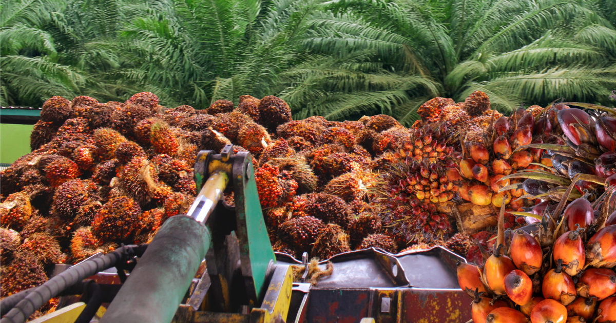 Palm Oil: Exports, Labour & Local Demand