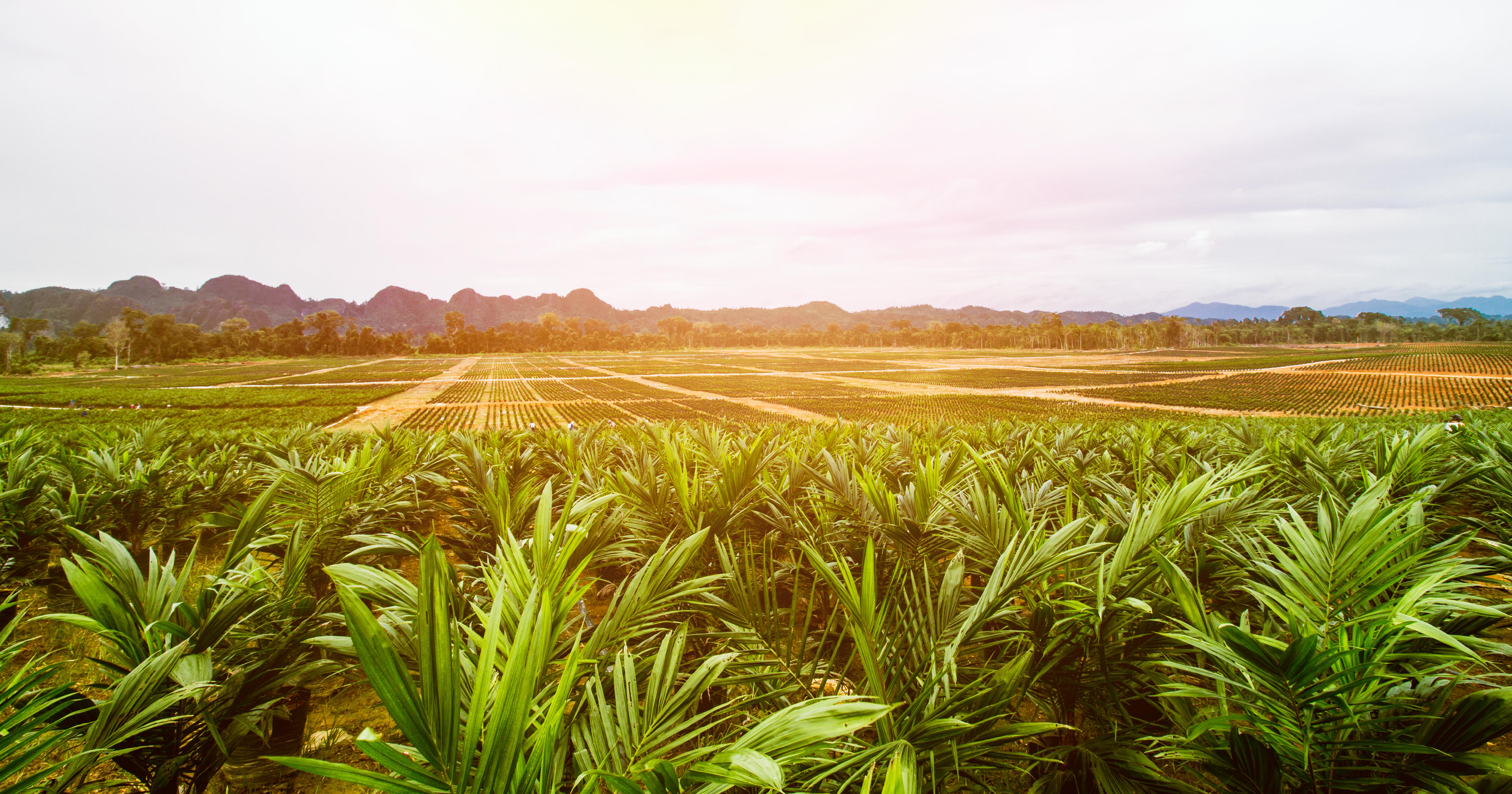 Palm Oil: Expectations & Performance for 2023