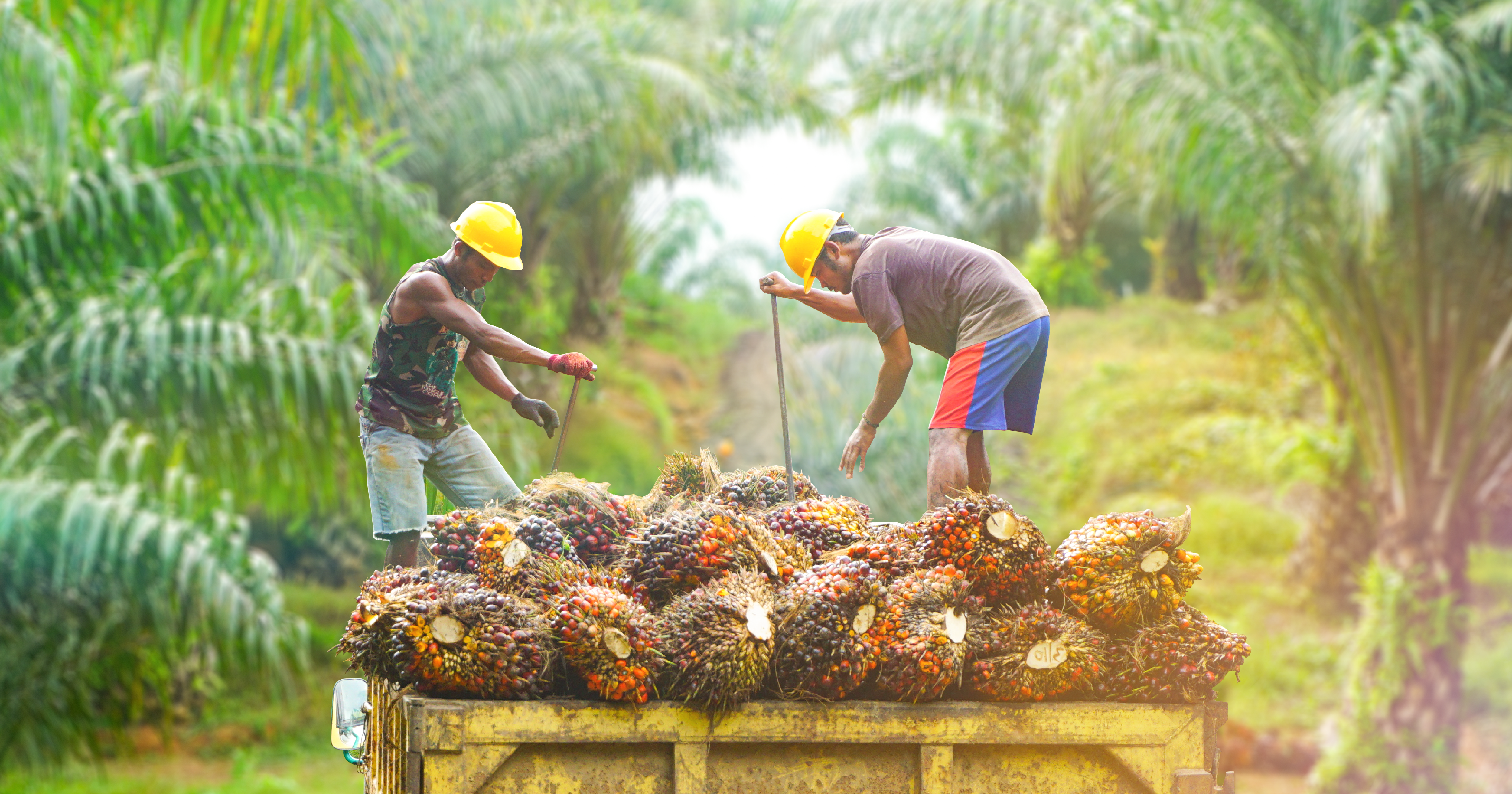 Manual labour in Malaysia Indonesia plantations